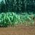 Colocasia spp.