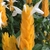 Colorful orange bracts, white tubular flowers