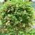 Colutea arborescens