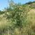 Colutea arborescens