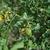 Colutea arborescens