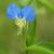 Commelina-communis
