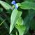 Commelina communis Asiatic Dayflower
