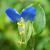 Commelina communis