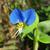 Commelina communis