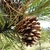Brown pinecone at branch tip in June in Bozeman, Montana