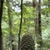 Cone in June in Premo Reva in Russia