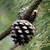 Cone in March in Kunming, China