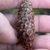 Cone in November in Shohomish County, Washington