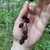 Cones in June in Ostashkovskiy rayon, Russia