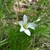 Grassy leaves behind a white, 6-tepaled flower with green throat