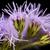 close up of the flower