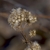 Dried flower head with clusters of flower and