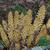 Bear corn