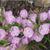 Close up of Flowers