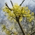 A cluster of yellow, star-like flowers