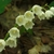 Flower and leaves