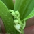 Flower buds
