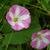 leaves and flowers