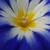 Convolvulus tricolor 'Royal Ensign'