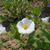 Convolvula tricolor