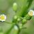 Conyza canadensis flowerhead