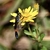 Flower with Common Thread Waisted Wasp in October