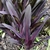 'Sparkling Burgundy' Form - June 7 - Wake Co., NC