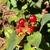 'Allgranduer Miracle Granduer' New Berries - November - Wake Co.