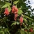 Red drooping flowers and trifoliate leaves