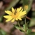 Flower with Golden Sweat Bee - Oct. 3 - Warren Co., NC