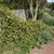 Climber scrambling over a wall. Many yellow flowers.