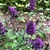 Flowers - Craven Co., NC
