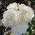 Flowers - Late Spring in Santabarbara, CA - Craven Co. EMGV, NC