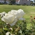 Flowers - Late Spring in Santabarbara, CA - Craven Co. EMGV, NC