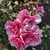 Flowers - Late Spring in Santabarbara, CA