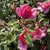 Buds/Lea - Late Spring in Santabarbara, CA