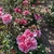 Form - Late Spring in Santabarbara, CA