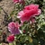 Flowers - Late Spring in Santabarbara, CA