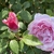 Flowers - Late Spring in Santabarbara, CA - Craven Co. EMGV, NC