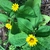 Leaves & Flowers - Craven Co., NC