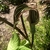 'Starburst' Flower & Leaves - May 11 - Wake Co., NC