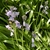 'Excelsior' Flowers/Buds/Leaves - April 12 - Wake Co., NC