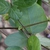 Stem & Leaves - Summer - Warren Co., NC