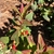 'Allgranduer Miracle Granduer' New flower/berries/buds - Novembe
