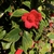 Variegated Leaves & Flower - February - Wake Co., NC