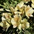 'Princess Fabiana' - Flowers, Buds & Leaves- Aug. 11 - Wake Co.,