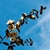 'Gail's Favorite' Flowering Branch - April 6 - Wake Co., NC