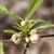 Buds & New Leaves - Early Spring - Wake Co., NC
