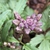Flower/Buds - March 17 - Wake Co., NC